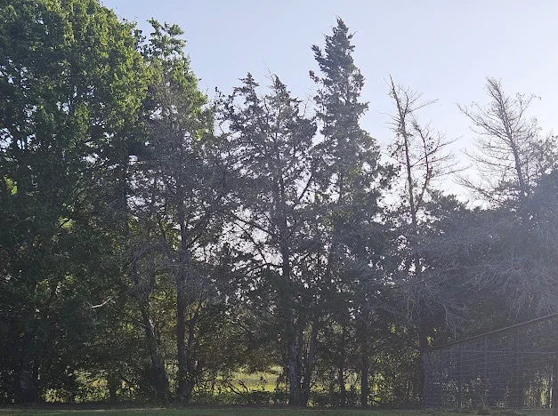 Maintained lawn beside a mature tree line near Brenham, Texas