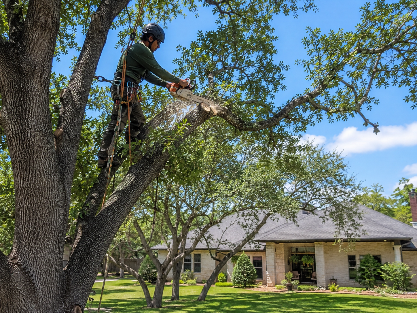 Arborist in safety harness cutting a large branch from a live oak tree with a chainsaw at a Brenham property
