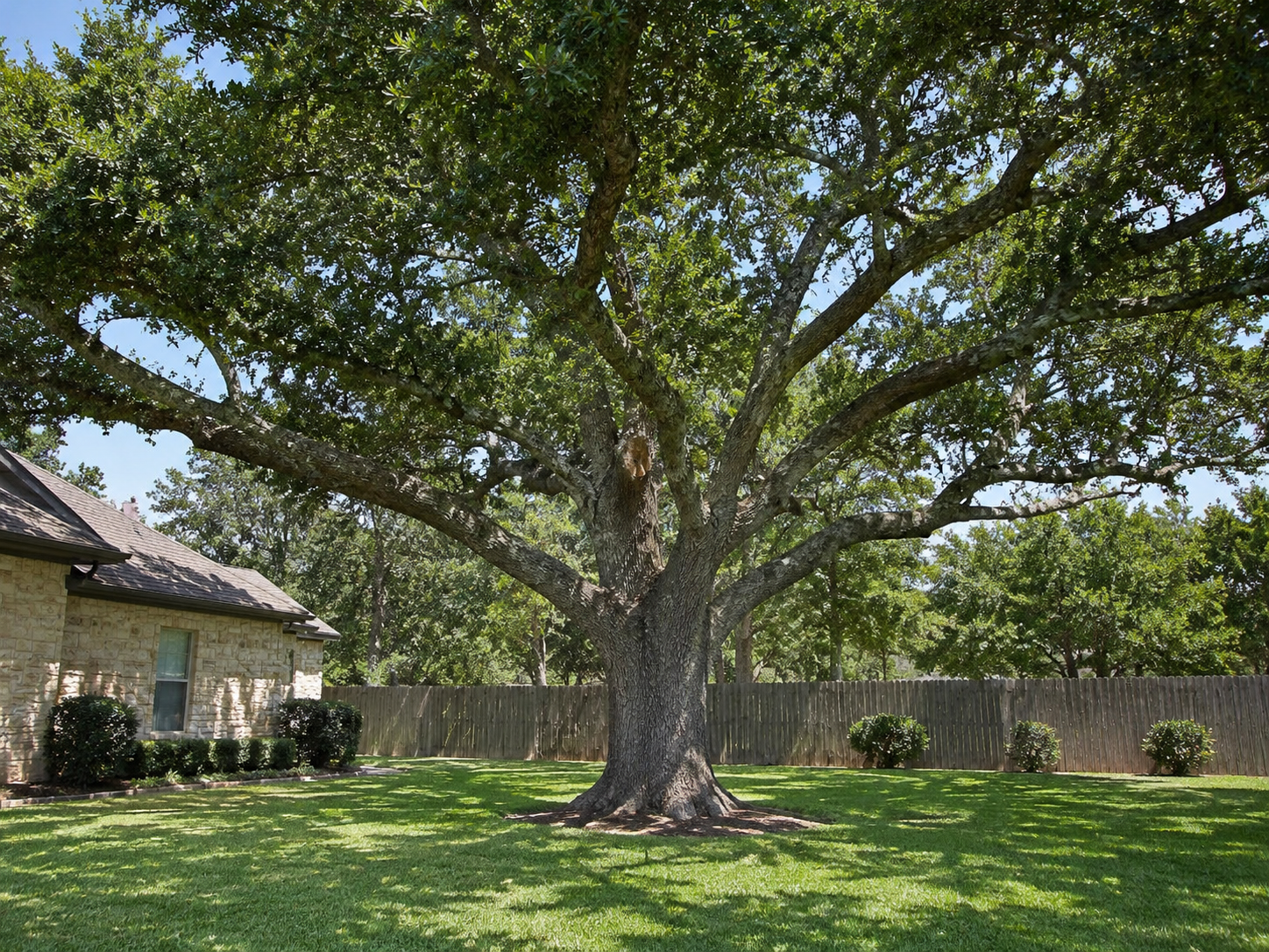 Large mature live oak tree with a wide canopy in the backyard of a Central Texas stone home